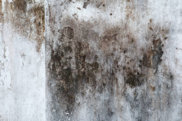 Best Mold-Related Health Consultation  in Yoncalla, OR