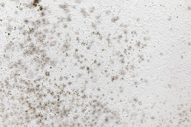 Best Mold Odor Removal Services  in Yoncalla, OR